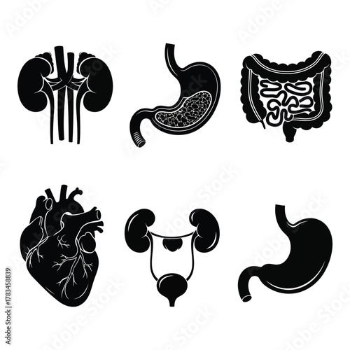 Human organs anatomy silhouettes