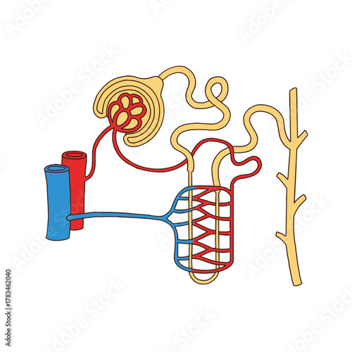 Detailed Diagram of a Nephron and its Vascular Supply.