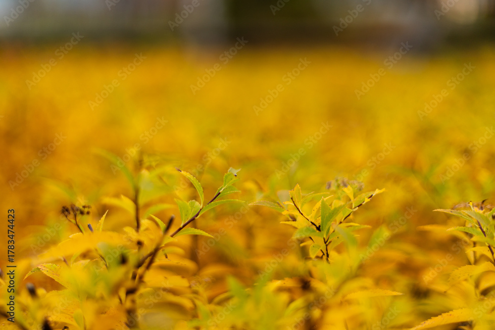 Obraz premium Close-up of a spiraea japonica bush with vibrant yellow-orange autumn leaves