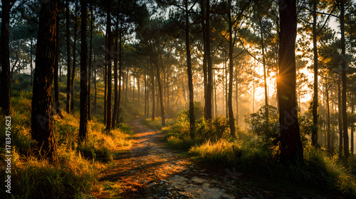 Fototapeta Naklejka Na Ścianę i Meble -  Pine forest path glowing with sunrise, linear depth and cinematic composition harmony