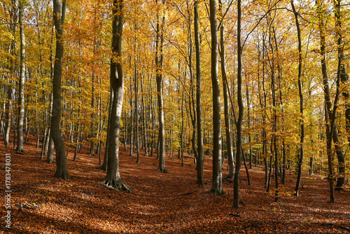 Herbstwald