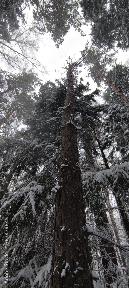 Fototapeta premium Karakan Pine Forest covered by snow. National forest situated in Siberia. Winter wonderland.