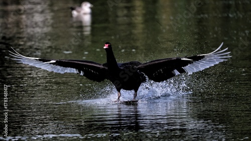Fototapeta Naklejka Na Ścianę i Meble -  black swan on the water