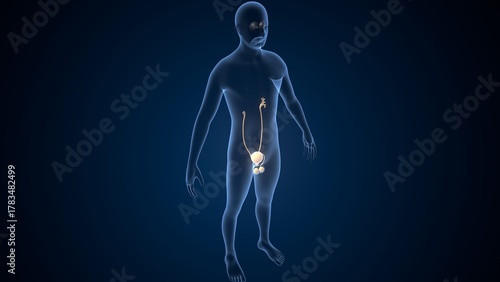 Human testies anatomy. 3d illustrations