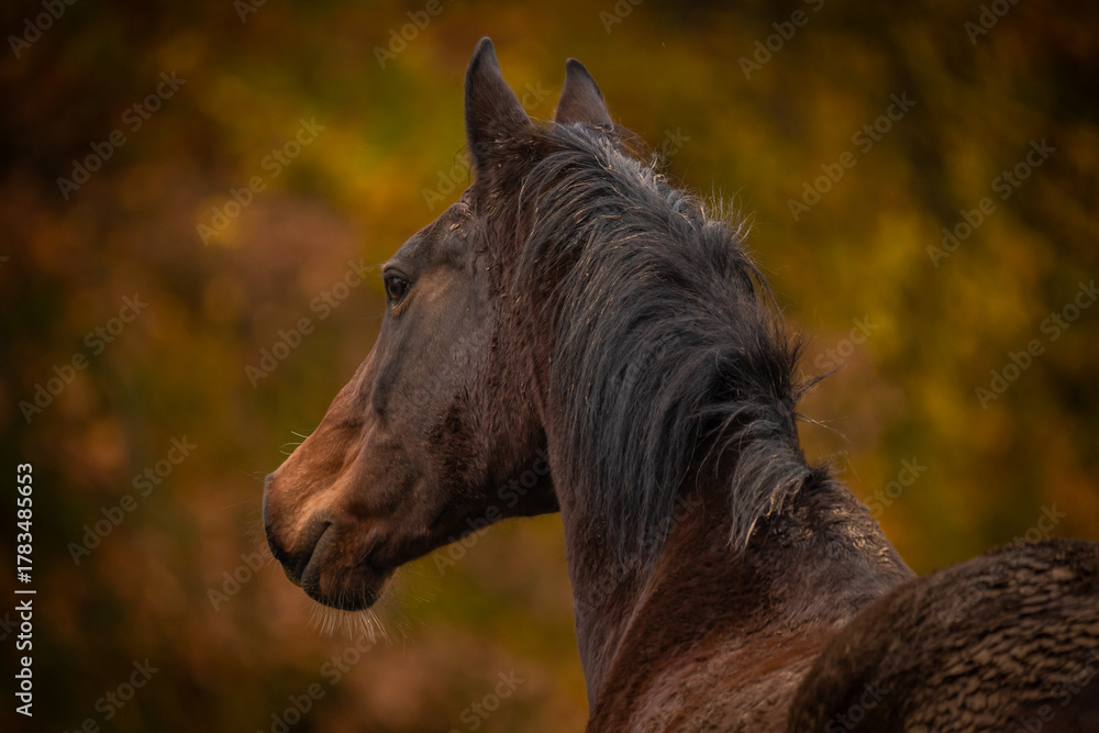 Obraz premium Warmes Pferdepotrait im Herbst