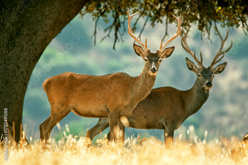 Photos Ciervo en época de berrea, en el parque natural de Cazorla, Segura y Las Villas
