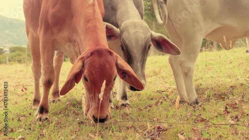A group of zebu type cows grazing on a field, in a farm in the eastern Andean mountains of central Colombia, near the town of Villa de Leyva.
