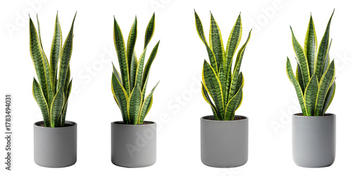set of snake plant