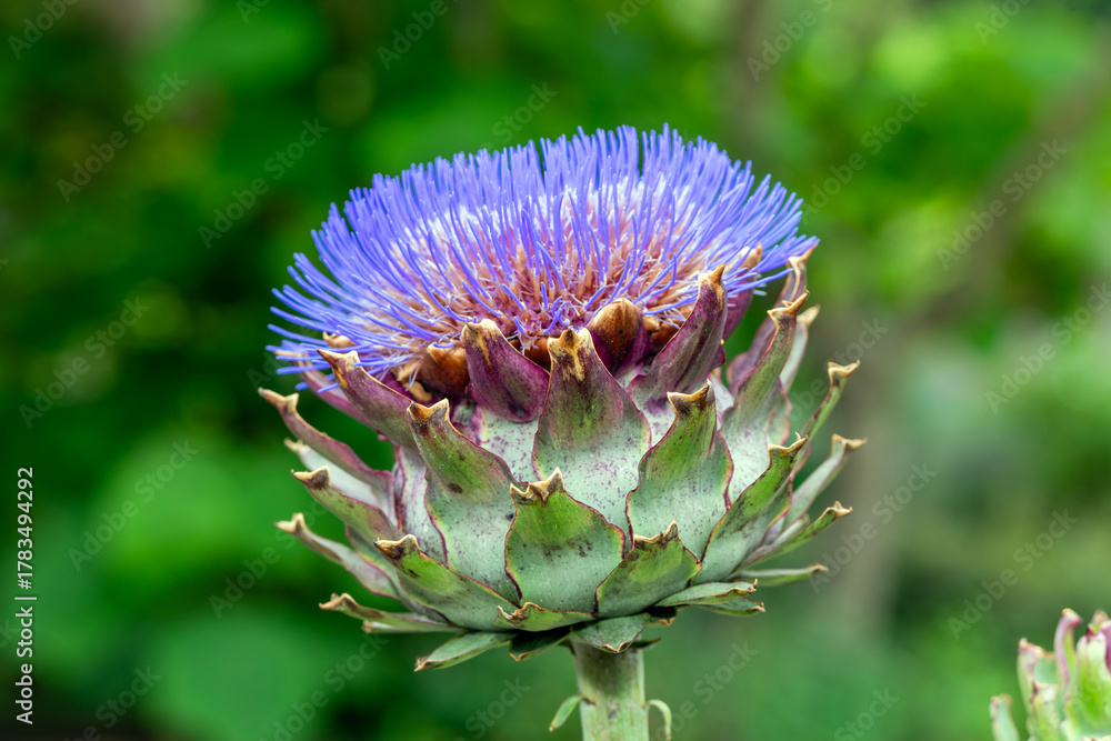 Fototapeta premium Cynara cardunculus a summer autumn fall flowering plant with a purple thistle like summertime flower commonly known as cardoon or globe artichoke, gardening stock photo image