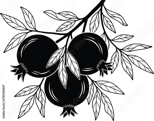 Illustration of pomegranate branch with fruits and leaves