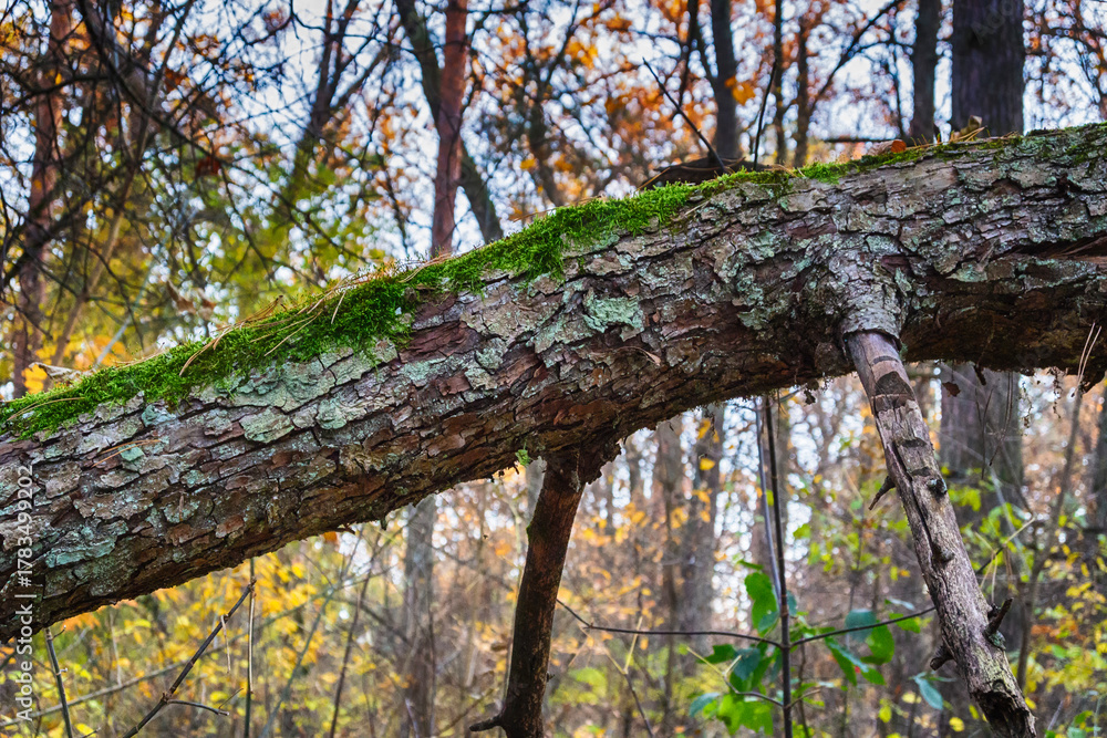 Fototapeta premium Fallen pine tree pole in moss