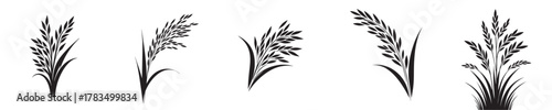 vector set of rice plant silhouettes