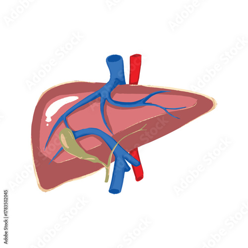 Human Liver Anatomy Illustration.