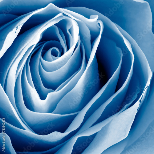 Close up of a blue rose flower with swirling petals floral