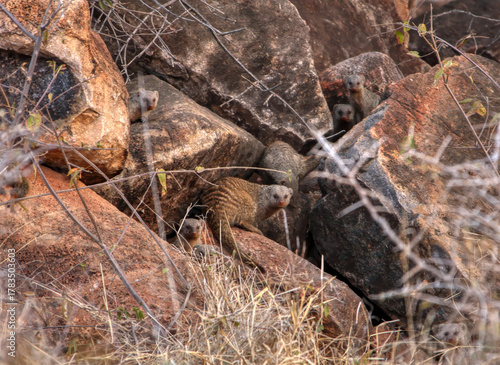 Photos group of banded mongooses Mungos mungo blending with the environment rocks in Bo