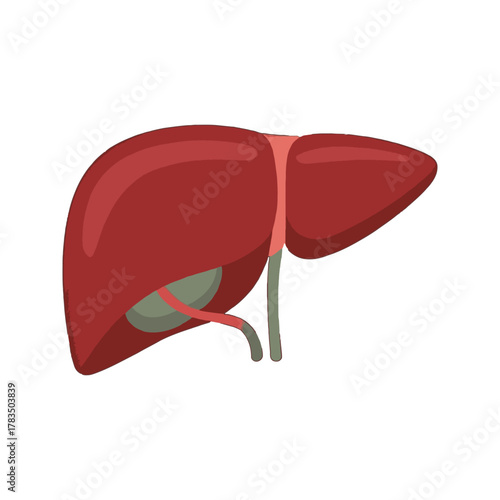 Human Liver Organ Anatomy Illustration 1.