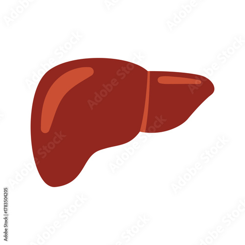 Human Liver Organ Isolated on White Background 1.