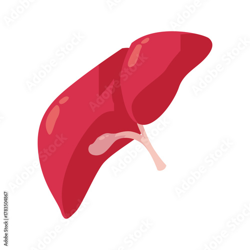 Human Liver Organ Isolated on White Background.