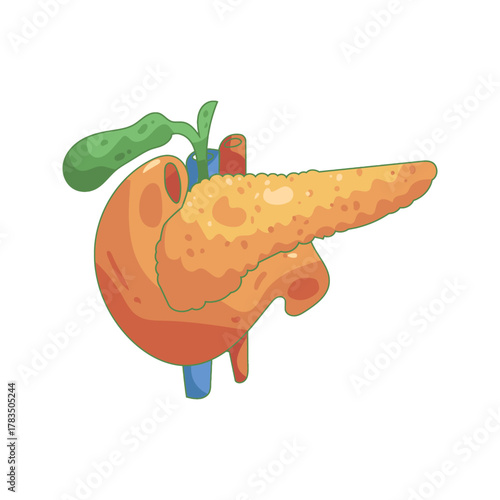 Human Pancreas and Duodenum Anatomy Illustration 1.
