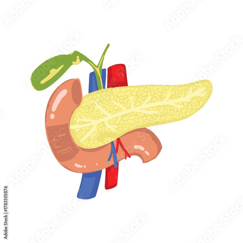 Human Pancreas and Duodenum Anatomy Illustration 3.