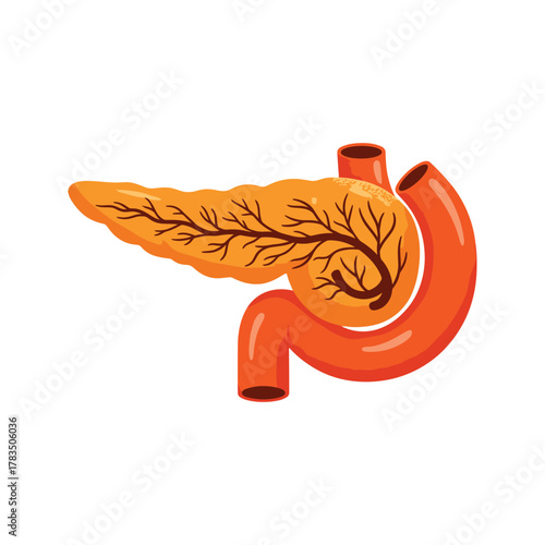 Human Pancreas and Duodenum Anatomy Illustration 4.