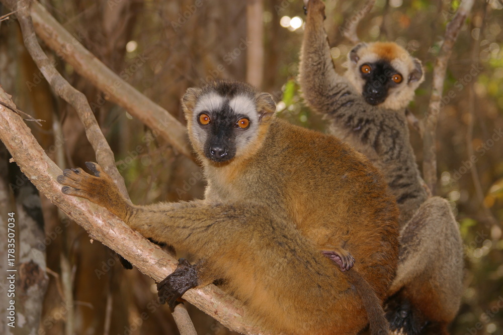 Fototapeta premium two brown lemurs in the tree look curiously 015 