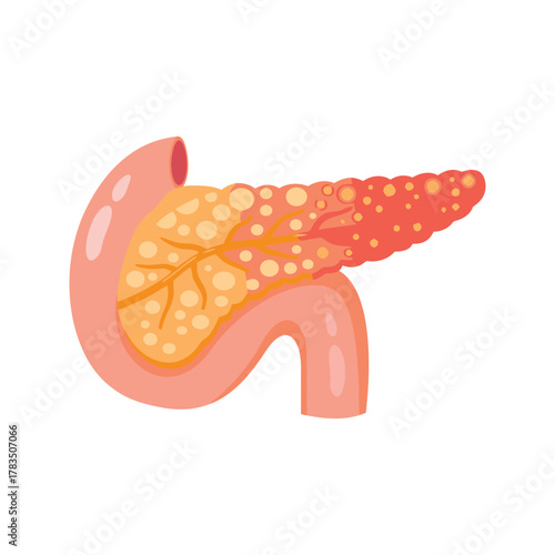 Human Pancreas Organ Anatomy Illustration.