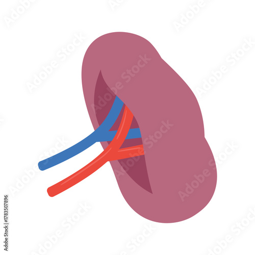 Human Spleen Organ with Artery and Vein.