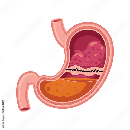 Human Stomach Anatomy with Digestive Process Illustration.