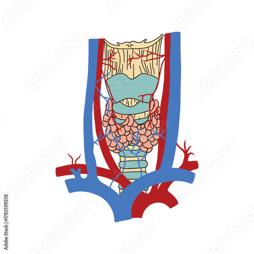 Human Thyroid Gland and Vascular System Illustration.