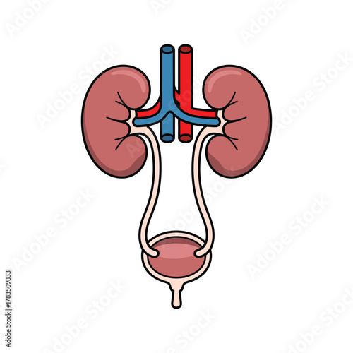 Human Urinary System Anatomy Illustration 3.
