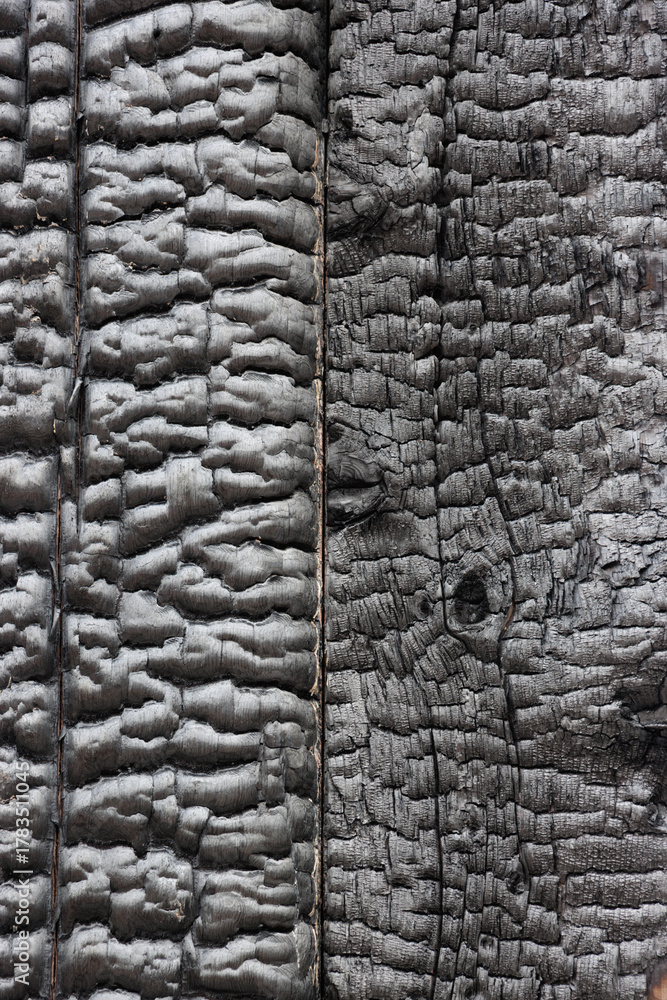 Fototapeta premium Charred background of textured black burnt wood surface