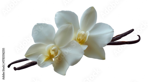 Closeup vanilla flower isolated pod background, glossy cut-out photo with pure flavour and leaf with colours, clipping path, smooth