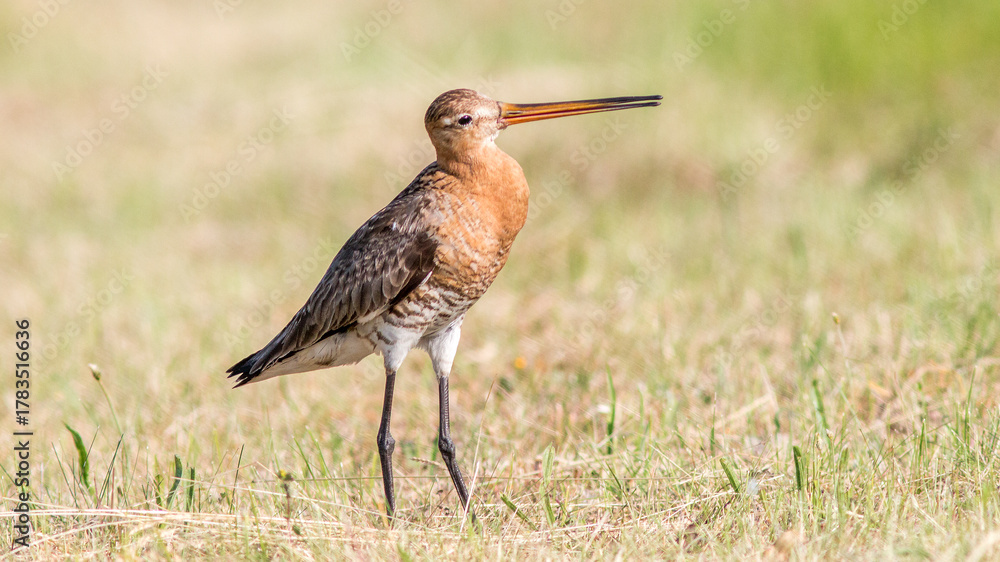 Obraz premium great blue heron