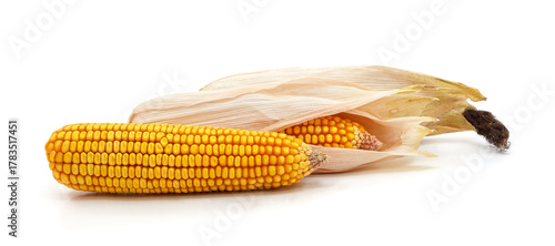 Fresh ear of corn with husk and silk.