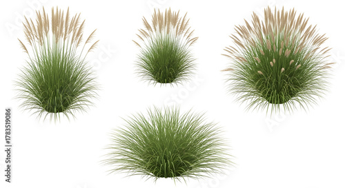 Group of four isolated clumps of green grass, some with tan plumes (Moor grass), isolated on transparent background.