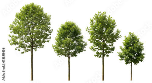 Group of four isolated deciduous trees of varying size with medium green foliage, isolated on transparent background.