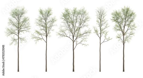Row of five isolated young deciduous trees with sparse spring foliage, isolated on transparent background.