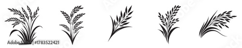 vector set of rice plant silhouettes
