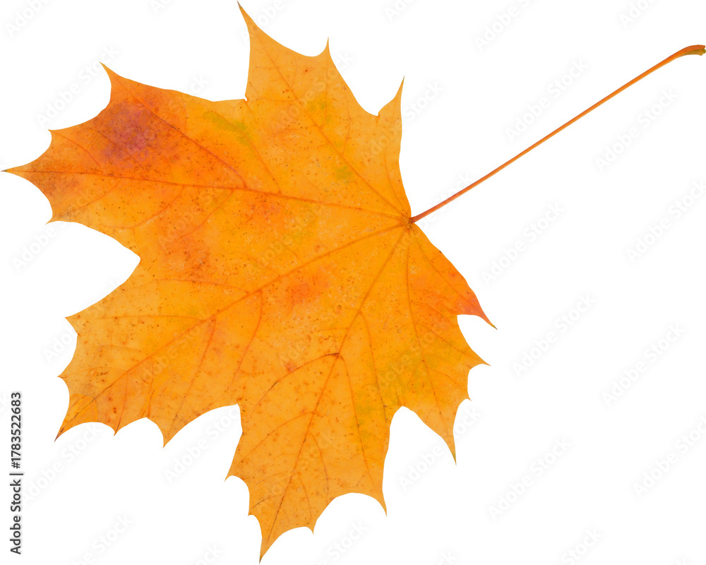 Fototapeta premium Autumn leaf isolated on white background