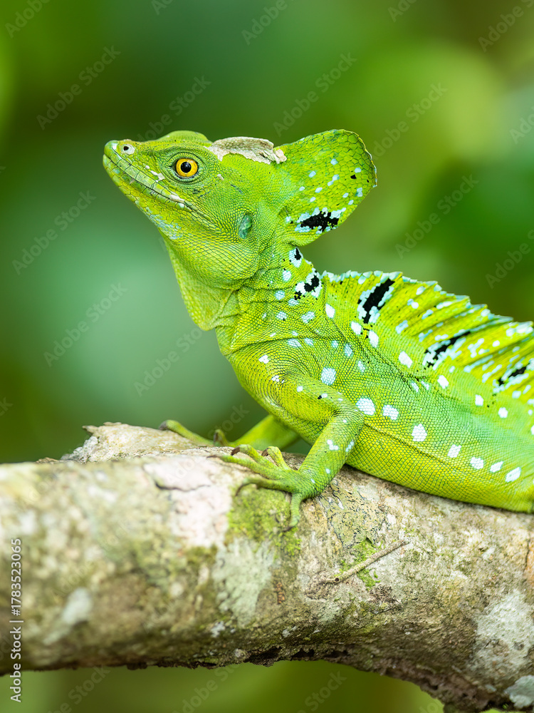 Fototapeta premium Plumed basilisk / Basilisco verde / Stirnlappenbasilisk (Basiliscus plumifrons) 
