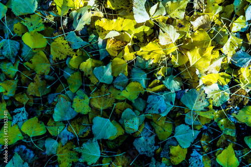 green leaves background
