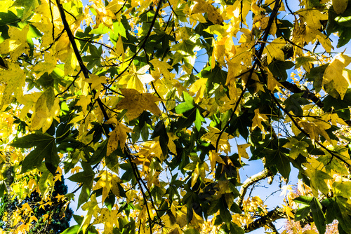 Fall leaves on the tree