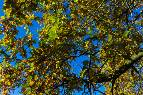 Autumn leaves on blue sky