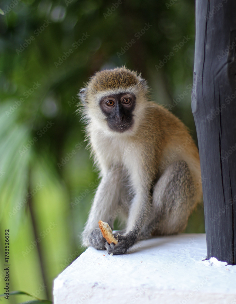 Obraz premium vervet monkey