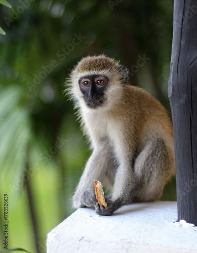 Photography vervet monkey