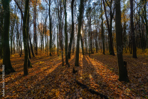 Las Zwierzyniecki jesienią, Białystok, Podlasie