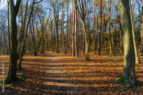 Las Zwierzyniecki jesienią, Białystok, Podlasie