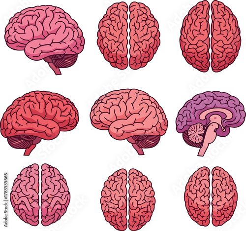Isolated a kinds of deferent Human brain. Internal organ, anatomy. Vector cartoon flat icon vector art with white background.