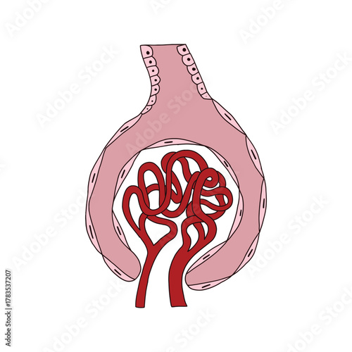 Renal Corpuscle Diagram Glomerulus and Bowmans Capsule.